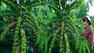 Download lagu Kopi Robusta Lancuran|| Memasuki Panen Raya mp3