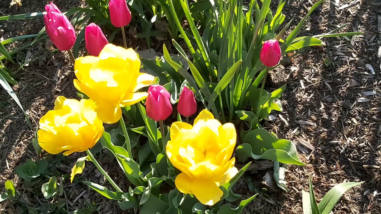 TULIP FLOWERS: Symbolism and Meaning of their Different Colours