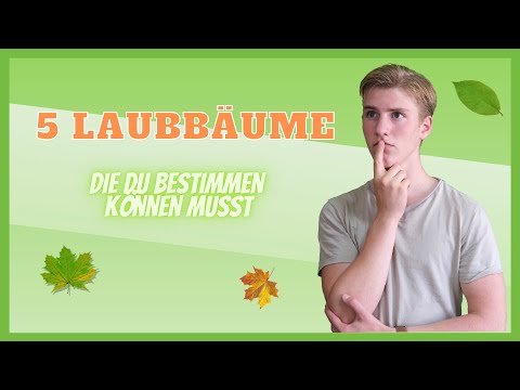 5 deciduous trees for beginners to identify | natural life education