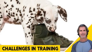Challenges in Dog Training - Not Obeying Commands, Treat Training Issues, Pushy Dog Barks at Owner