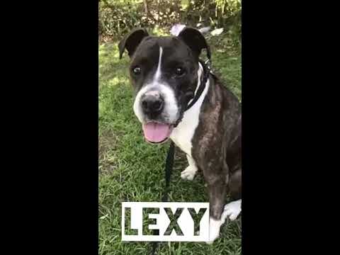 LEXY - I’m a devoted love bug Boxer who loves to play and please!, an adopted Boxer in Pasadena, CA_image-1