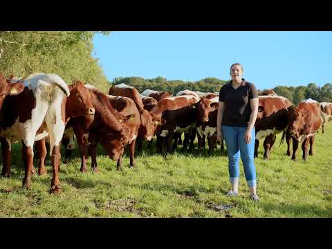 Metzgerei Mihm (Tann/Rhön) die Pinzgauer Weide-Ochsen