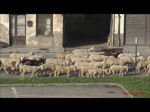 TRANSUMANZA DI UN ENORME GREGGE DI PECORE E CAPRE E AGNELLINI A ROBILANTE (CN) SAB. 19 - 6 - 2021.