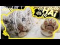 FEAR OF TIGER SURE Videos Cute Tiger Baby Roar Cubs Playing Swimming Etc