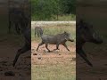 Is It Warthog Or Pumba Aerial Up