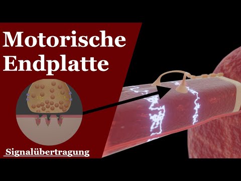 Understanding the Motor Endplate in 3 Minutes | Signal Transmission (Chemical Synapse)