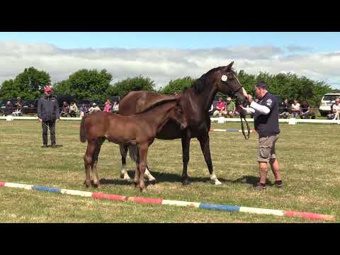 Holsteiner Fohlenschau Föhr 2022 | HF | Coquetto x Quirado x Lord | St. 318D2 | ZG Diedrichsen