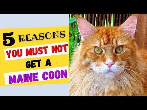 Why You should NOT Get a Maine Coon Cat - Must Watch Before Getting One!