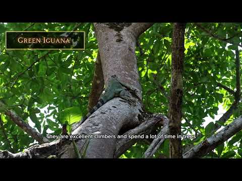 Episode 1: Explore My New House in Cabuya, Costa Rica!