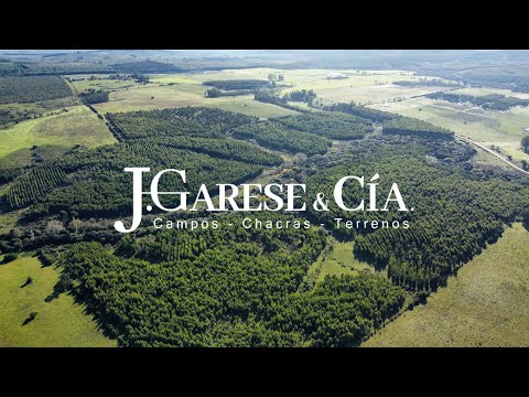 Campo Forestal - 70 has - IC: 90