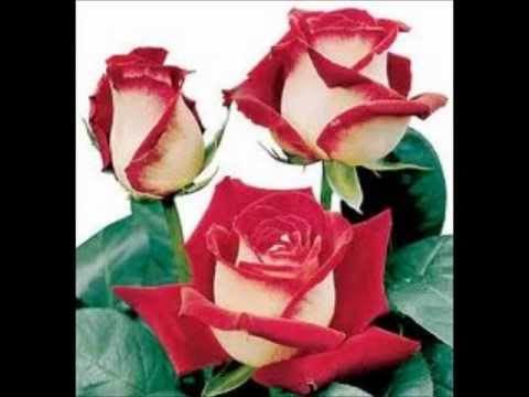 pa ty... video by lola