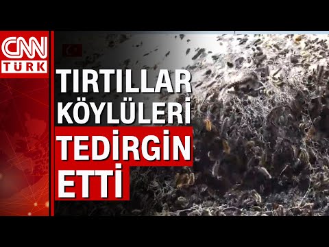 Millones de orugas invaden Shirnak, sureste de Turquía, amenazando cultivos, jardines y hogares