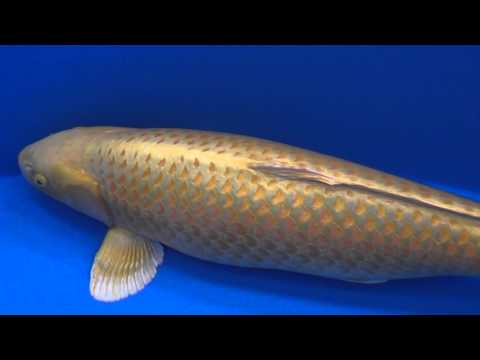 2016 All Japan Koi Show Best in Variety Winners