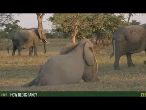 May 27, 2017- Sunset-Complete footage of Fang on Sunset (This is long)