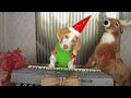 Dog Plays Christmas Keyboard: Cute Dog Maymo