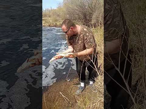 Fun Fish In The Sun.