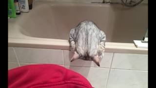 TOC TOC - Macaco (Abre la Lata de circo)