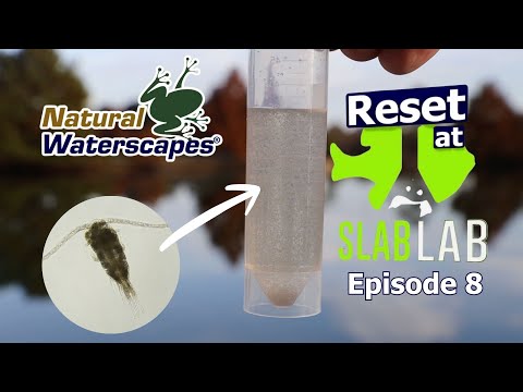 Zooplankton Explosion at the Slab Lab (Episode 8)