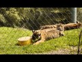 Tiger Cubs at Point Defiance Zoo 