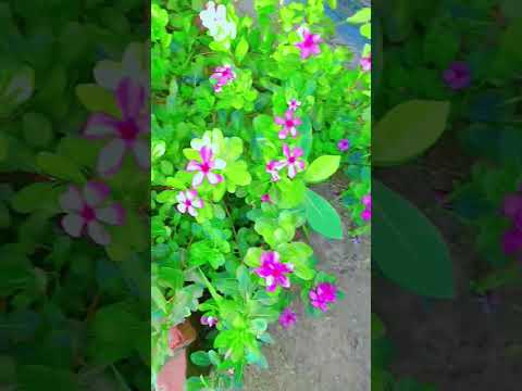 Bol Na Halke....❤️💜☘️🤍#song#flowers☘️💜