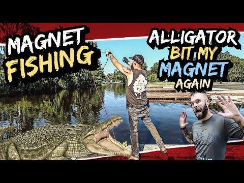 Alligator Took A Bite Of My Magnet | Magnet Fishing Insanity