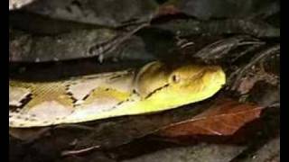 preview picture of video 'Encounter with reticulated python in the rainforest Borneo'