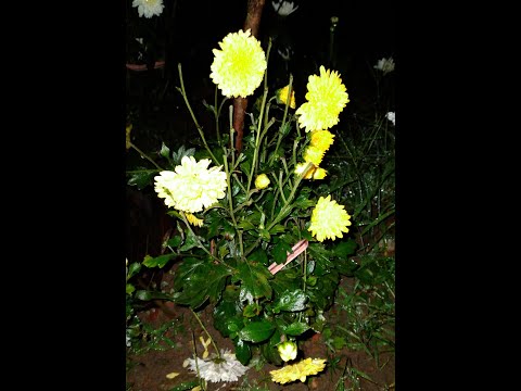 Beauty of Chandramallika in night🌙💮🌸🌻🏵🌿🌃🌌#gardening#differenttypesofchandramallika#sudeshna'ssphere