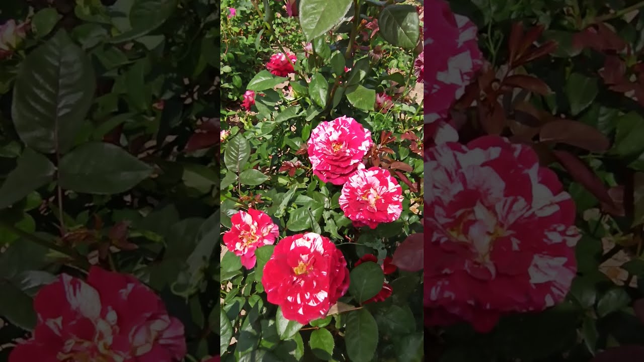 Роза Хулио Иглесиас (Julio Iglesias)