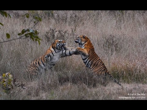 Male Tiger Territorial Fight