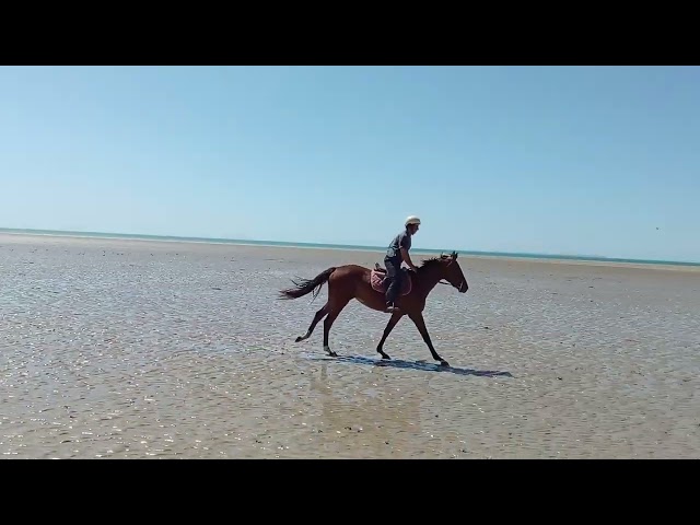 Jument SF de 2 ans (3 ans en 2026)