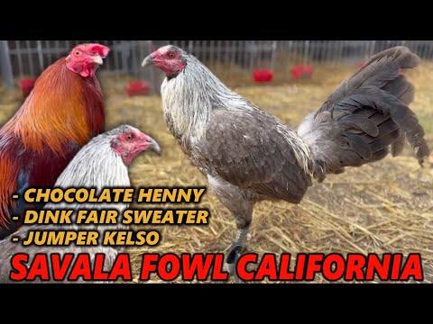 Dink Fair Sweater Henny Jumper Kelso - SAVALA FOWL Beautiful Birds