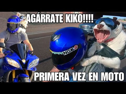 Un Perro En Moto