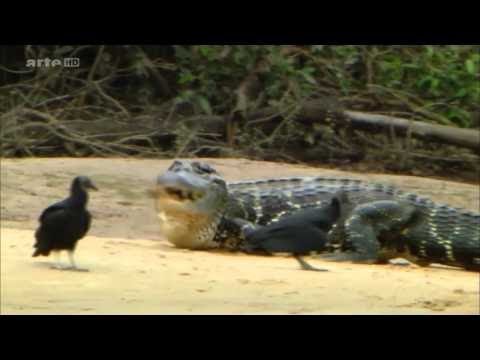 Big Five Südamerika - Der Jaguar