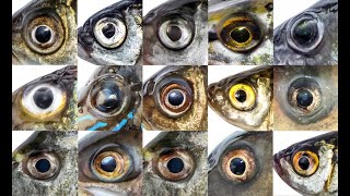 וידגו לרוב בקרב הארץ ▪️הרב נחמנסון▪️(פרשת ויחי. בית חב"ד רמת גן) (הרב יהודה לייב נחמנסון) - התמונה מוצגת ישירות מתוך אתר האינטרנט יוטיוב. זכויות היוצרים בתמונה שייכות ליוצרה. קישור קרדיט למקור התוכן נמצא בתוך דף הסרטון