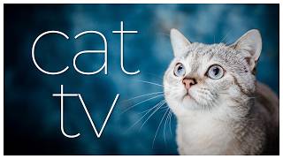 Cat TV: 10 Hours of Bird Watching, Squirrels & Relaxing Music for Cats  | Stress Relief & Enrichment