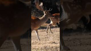 Precioso lance a gamo l WILD PILAR MONTERO #caza #gamo #lance