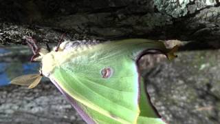 preview picture of video 'The Luna Moth of Oklahoma'