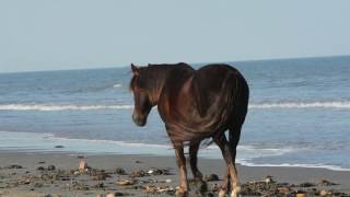 Wild Horses of Sea &amp; Sand