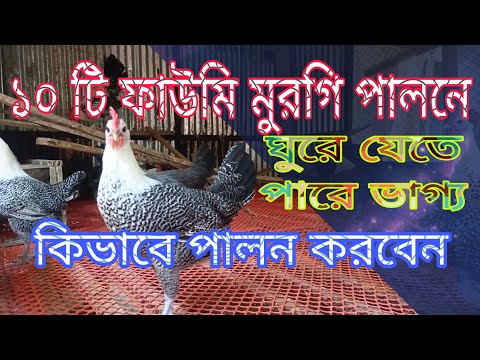 ১০ টি ফাউমি মুরগি পালন পদ্ধতি এবং অল্প সময়ে বড় খামার গড়বেন কিভাবে #মুরগির #খামার