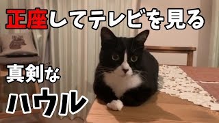 正座して真面目にテレビを見るハウル　猫番組　今夜くらべてみました
