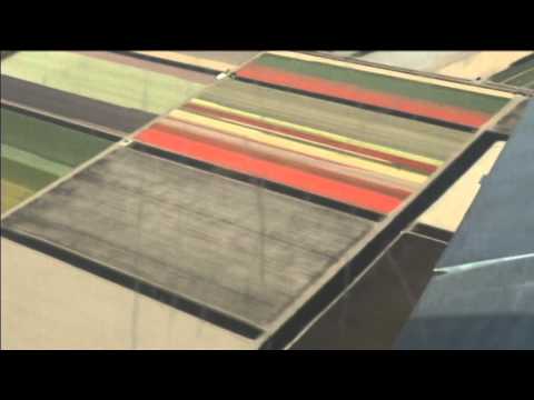 Russia May Ban Dutch Flowers: Move viewed as retaliation to the Dutch stance on the MH17