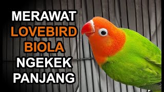 Download lagu Cara Mudah Merawat Lovebird Biola Ngekek Panjang mp3 Download lagu Cara Mudah Merawat Lovebird Biola Ngekek Panjang mp3