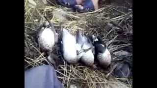 preview picture of video 'Ducks Hunting Video From Pakistan Swat 2'