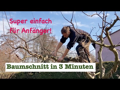 Tree pruning for beginners in your own garden