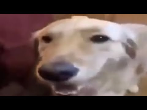 Best Warwick in Algeria