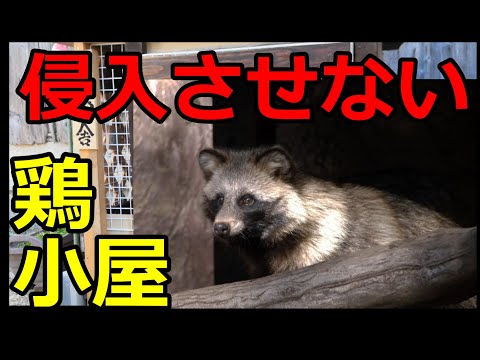 鶏小屋にネズミを近づけないようにする方法は？げっ歯類に対する解決策とヒント  庭園