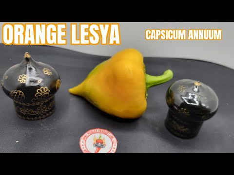 Orange Lesya Pepper