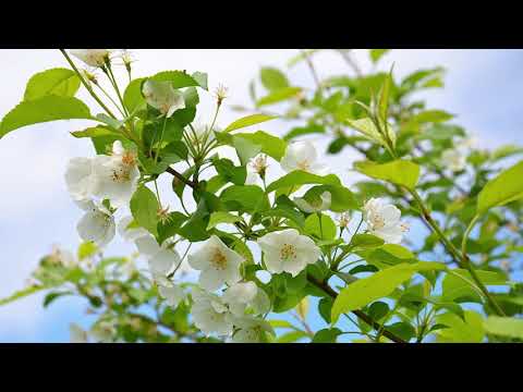 Daniel si Emanuela Hirtie - O ultima strigare