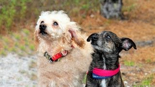 preview picture of video 'Luke and Cheech, a Poodle Mix and Chihuahua ADOPTED in Manahawkin, NJ'