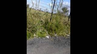 Some random circus thing